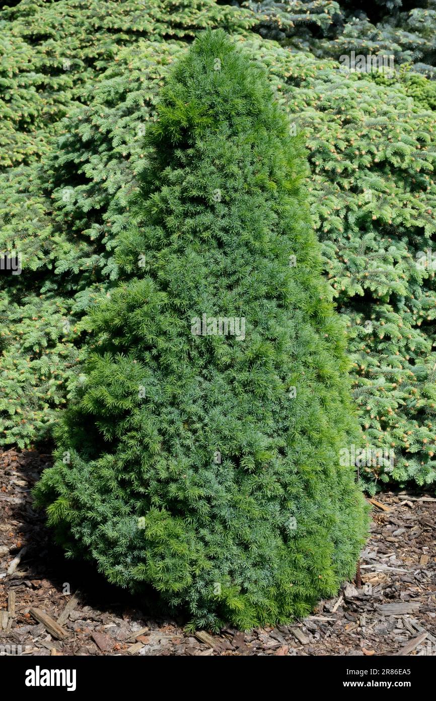Canadian Spruce, Picea glauca "Sanders Blue", Conical, Dense, Form, Tree, Spruce, Picea glauca, White Spruce Stock Photo