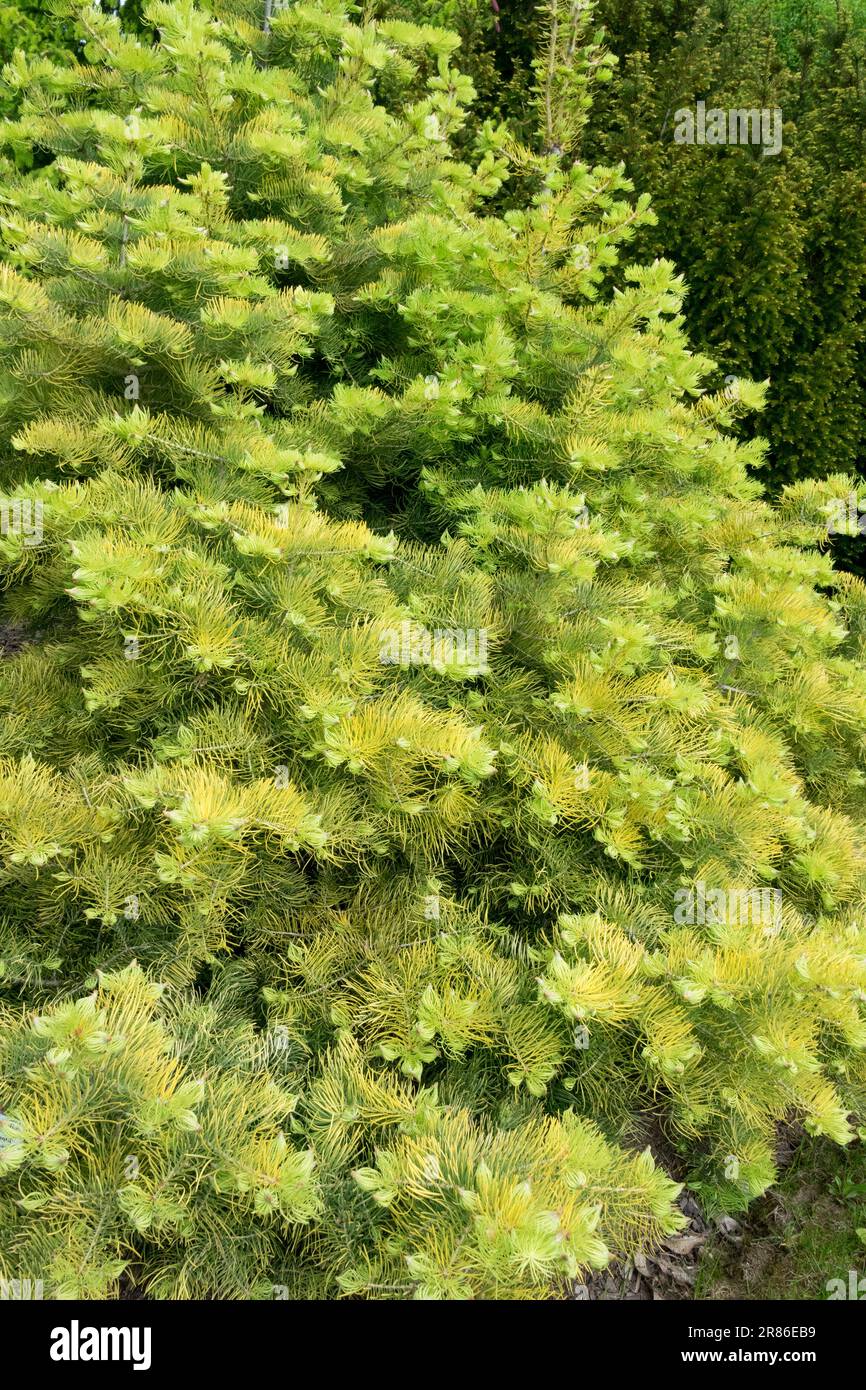 White Fir, Abies concolor 'Wintergold' Stock Photo