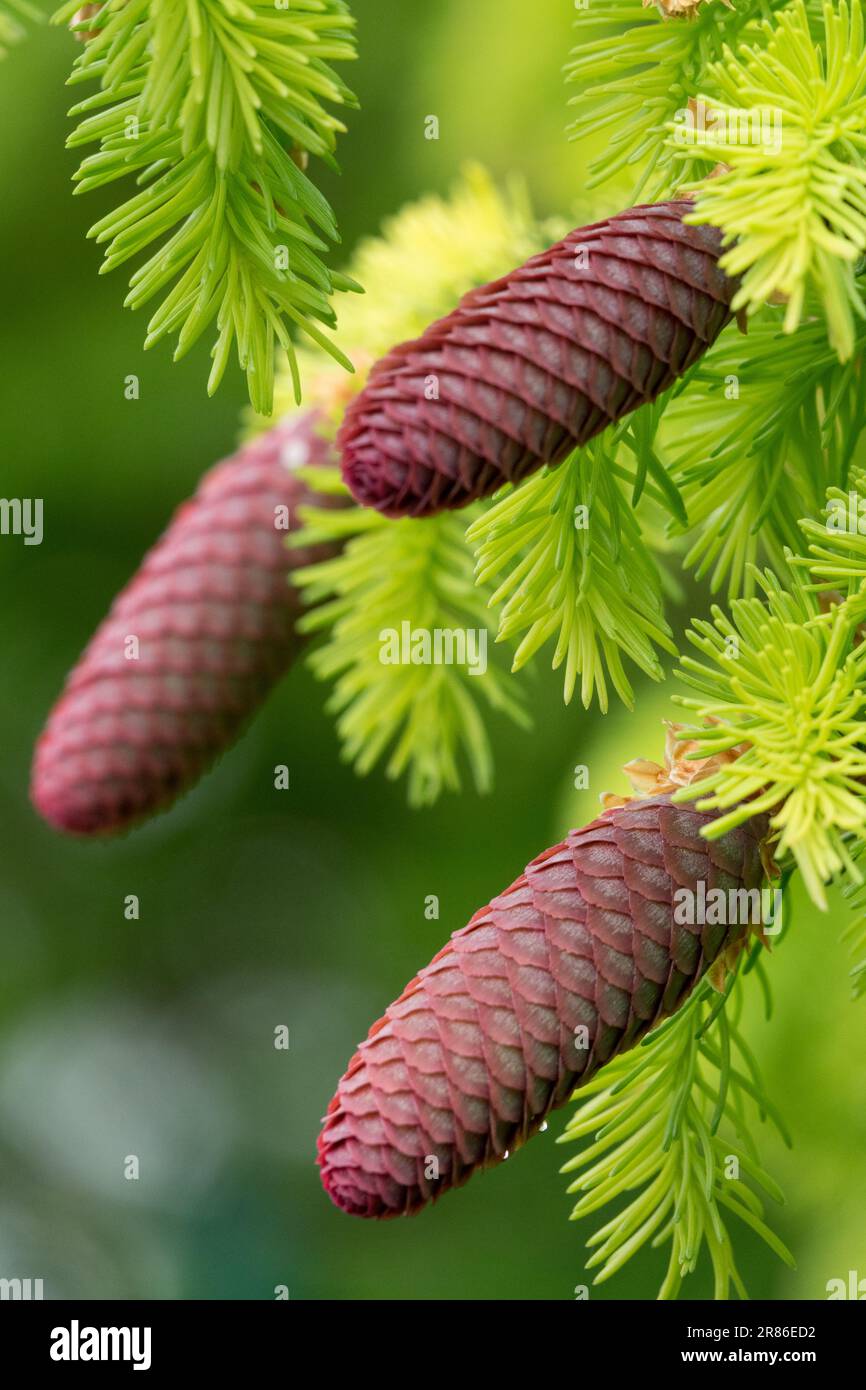 Picea abies 'Aurea', Picea Cones, Norway spruce cones Stock Photo