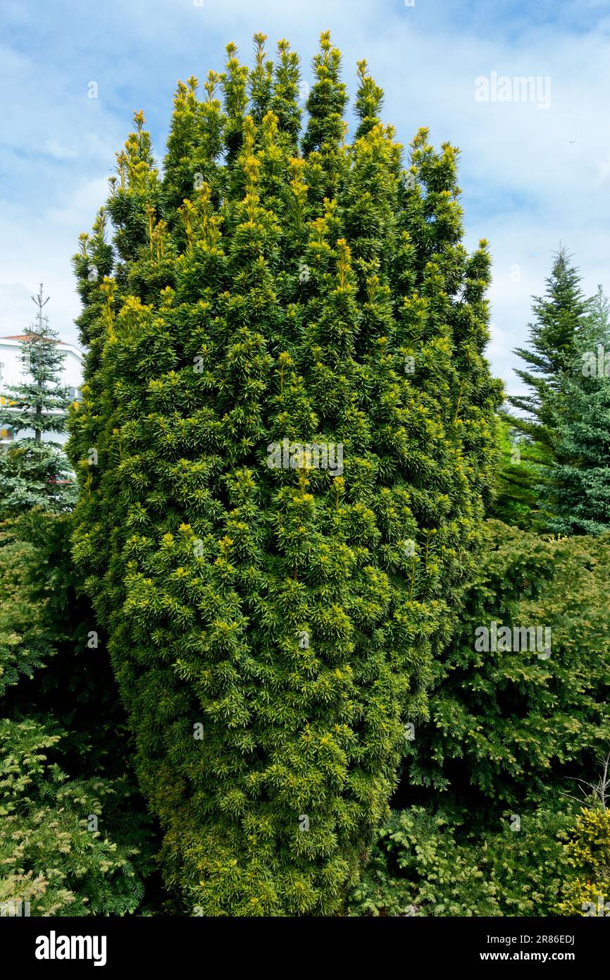 English Yew, Taxus baccata 'David' Dense, Columnar, Tree Stock Photo