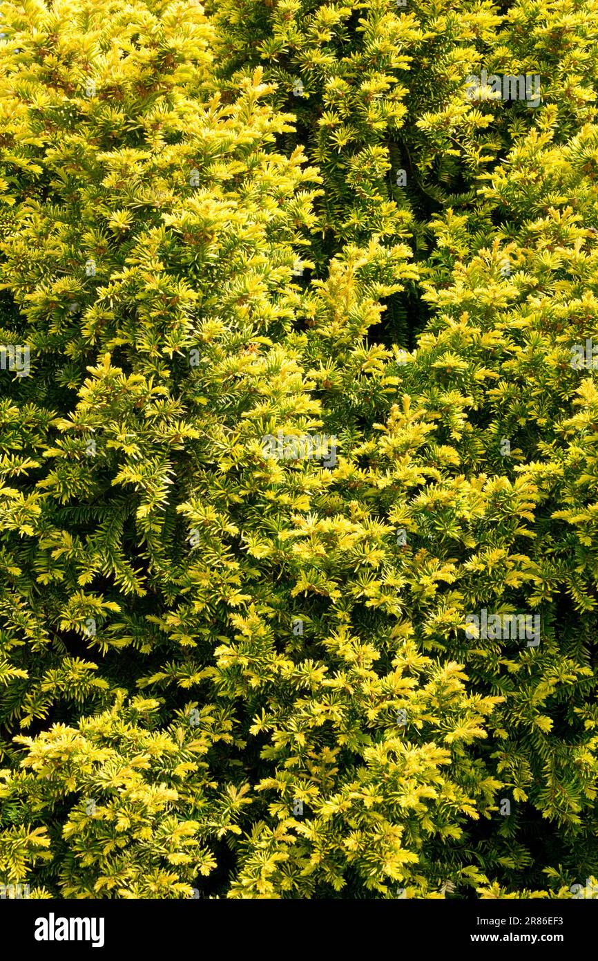 Yellow, English Yew, Taxus baccata 'Adpressa Aurea' Stock Photo