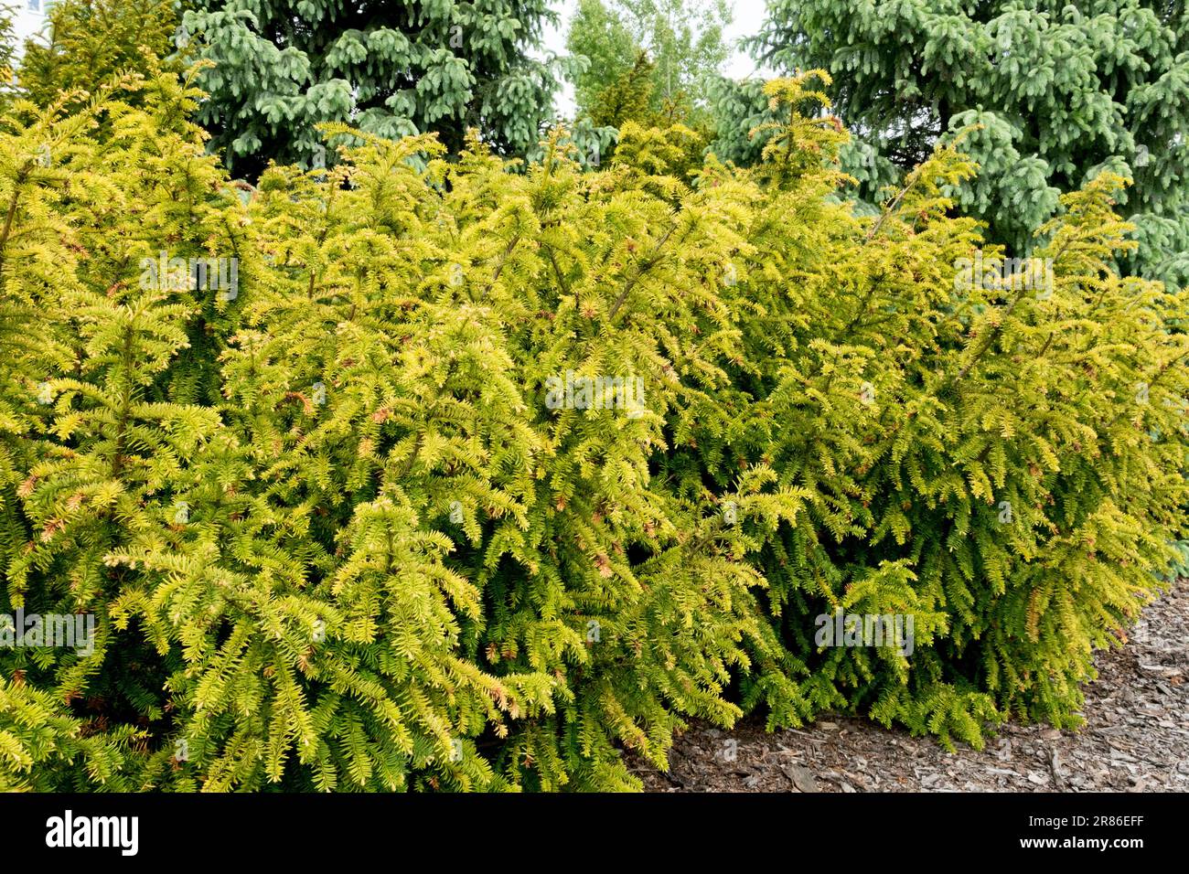 Taxus baccata Hedge English Yew Taxus hedge Shrubby Taxus baccata 'Dovastonii Aurea' European Yew Branches Common Yew Spring Bright Yellow Taxus Stock Photo
