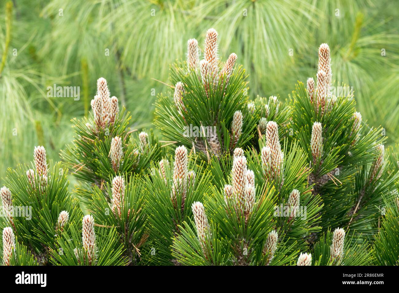 Bosnian Pine, Pinus heldreichii 'Karmel' Stock Photo
