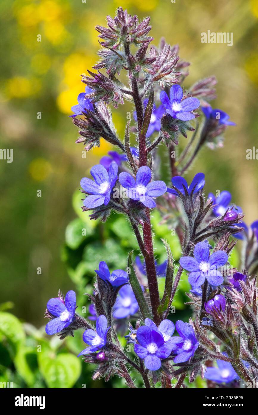 Italian Alkanet, Anchusa azurea 'Dropmore', Flower, Blue, Closeup, Bloom Stock Photo