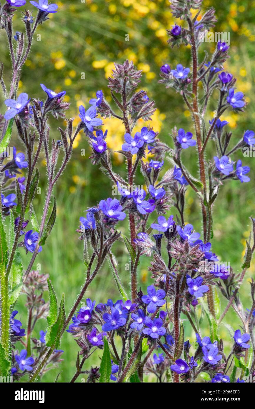 Anchusa azurea "Dropmore", Italian Bugloss, Summer Forget-Me-Not, Blue Bugloss, Italian Alkanet, Garden, Flowers Stock Photo