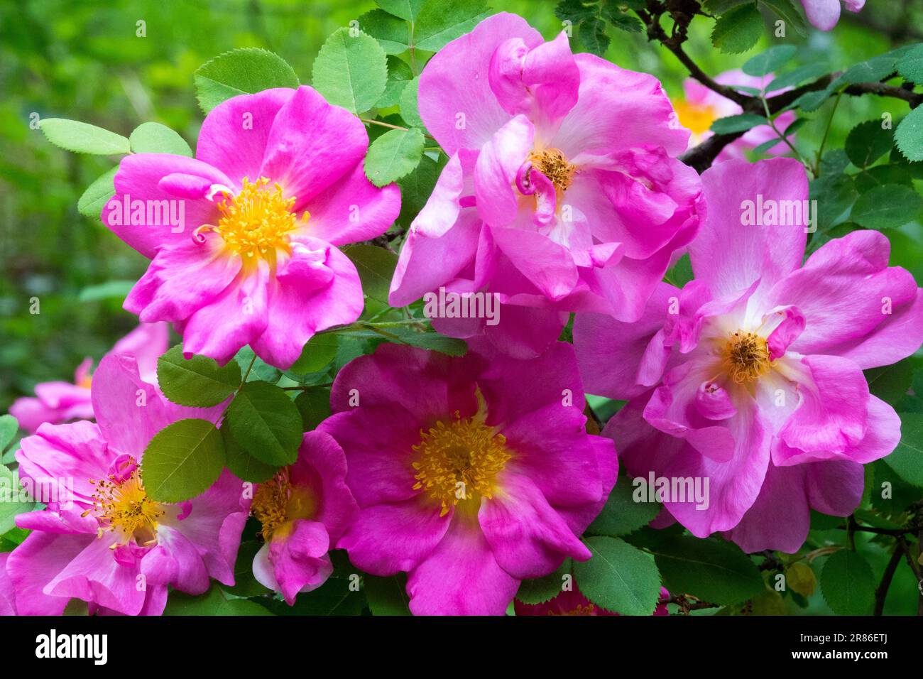 Rosa 'Marguerite Hilling', Rose Pink Nevada Stock Photo