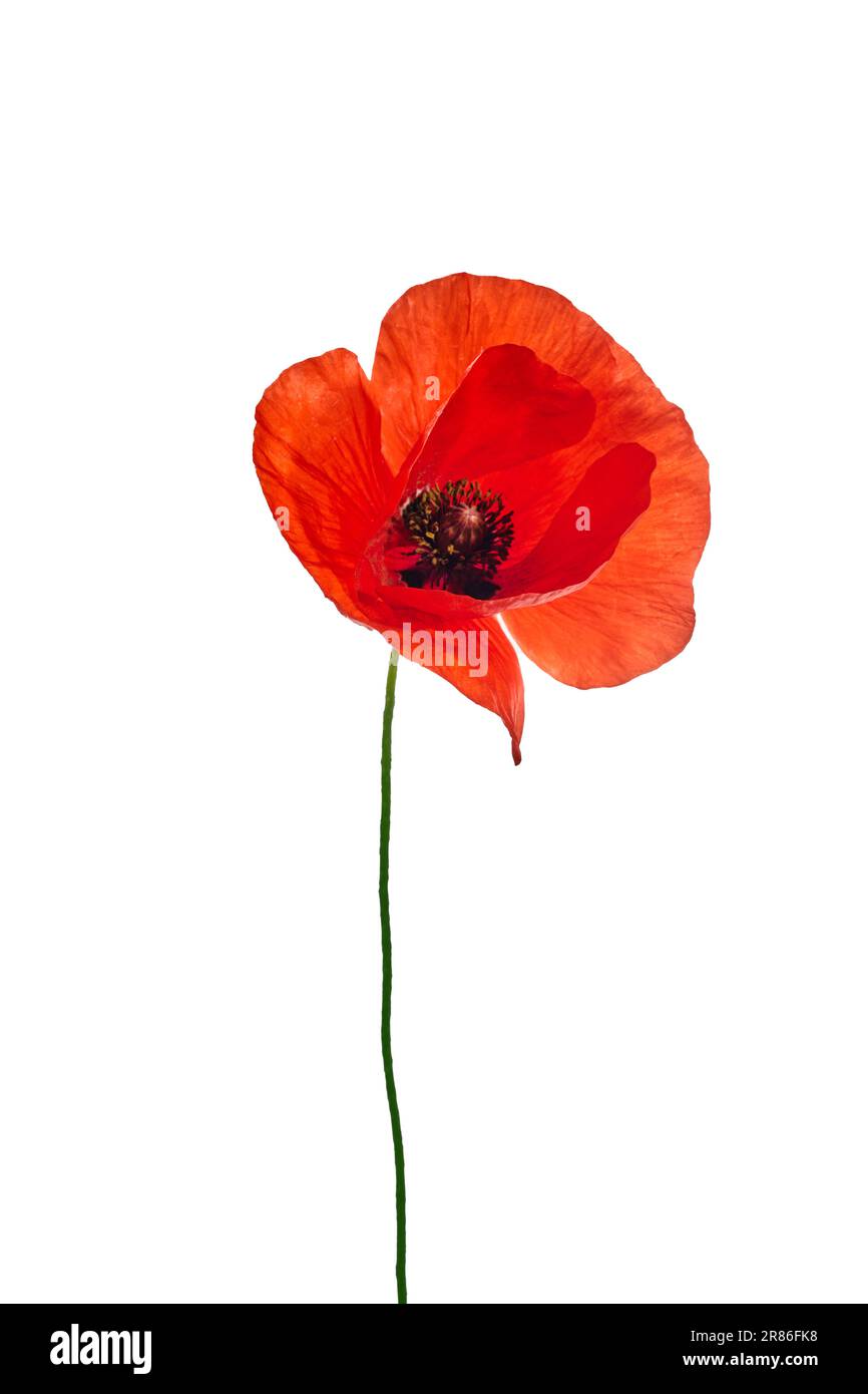 Bright red poppy flower isolated on white background Stock Photo - Alamy