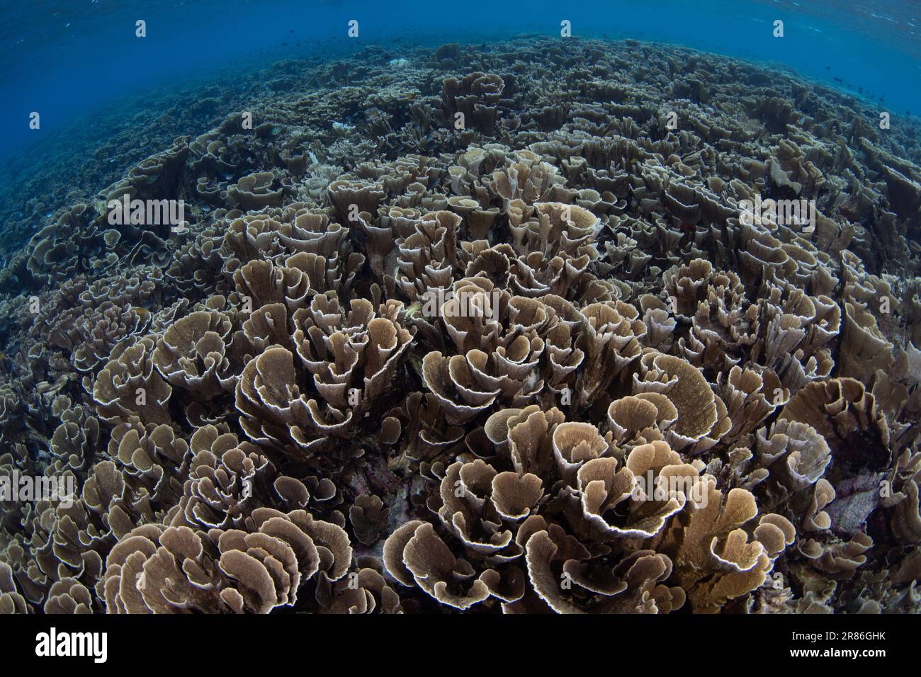 Fragile lettuce corals thrive on a coral reef near Komodo, Indonesia