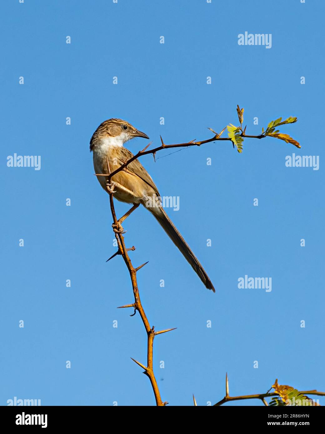A small Round head bird perched on a slender branch of a tree as it surveys its surroundings Stock Photo
