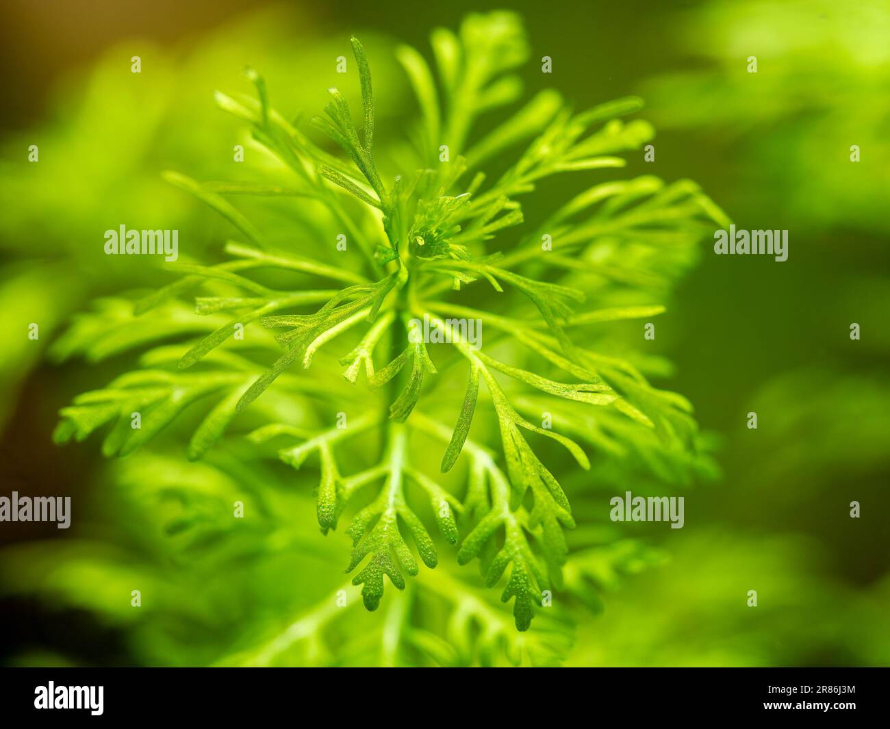 selective focus of dwarf ambulia (Limnophila sessiliflora) isolated on a fish tank with blurred background - macro close up Stock Photo