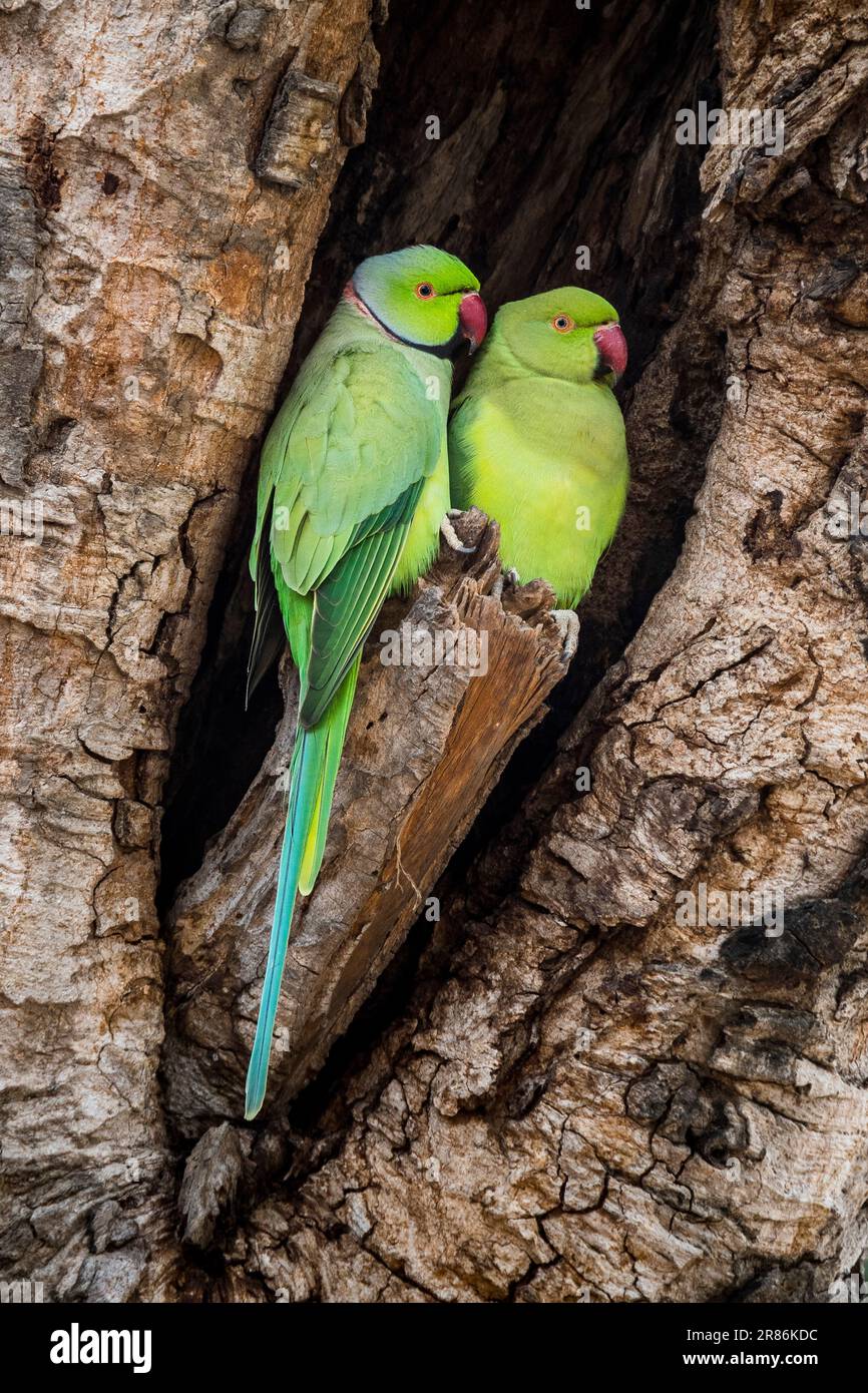 Green Bird Sitting On Tree Trunk With Nest Hole. Nesting Rose-ringed  Parakeet, Psittacula Krameri, Beautiful Parrot In The Nature Green Forest  Habitat, Sri Lanka, Asia. Parrot In In Green Forest. Stock Photo,
