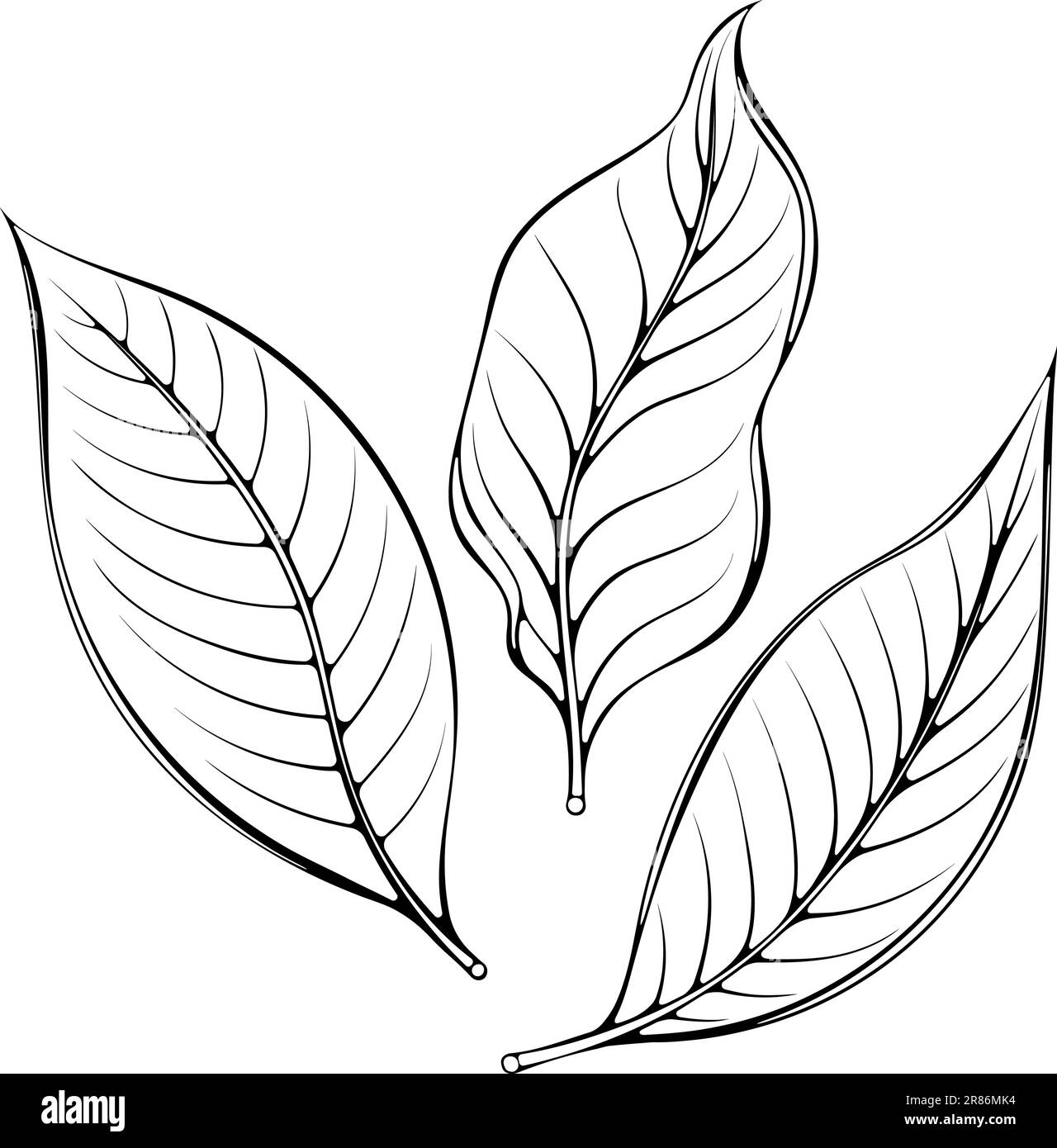 Lemon leaves line art Stock Vector Image & Art Alamy