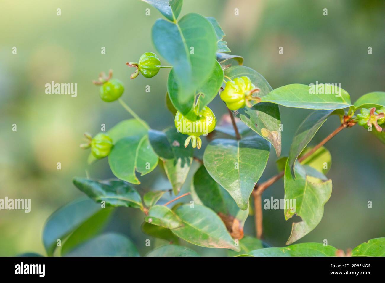 Ripe pitanga fruits (Eugenia uniflora),on the tree and blurred background Stock Photo