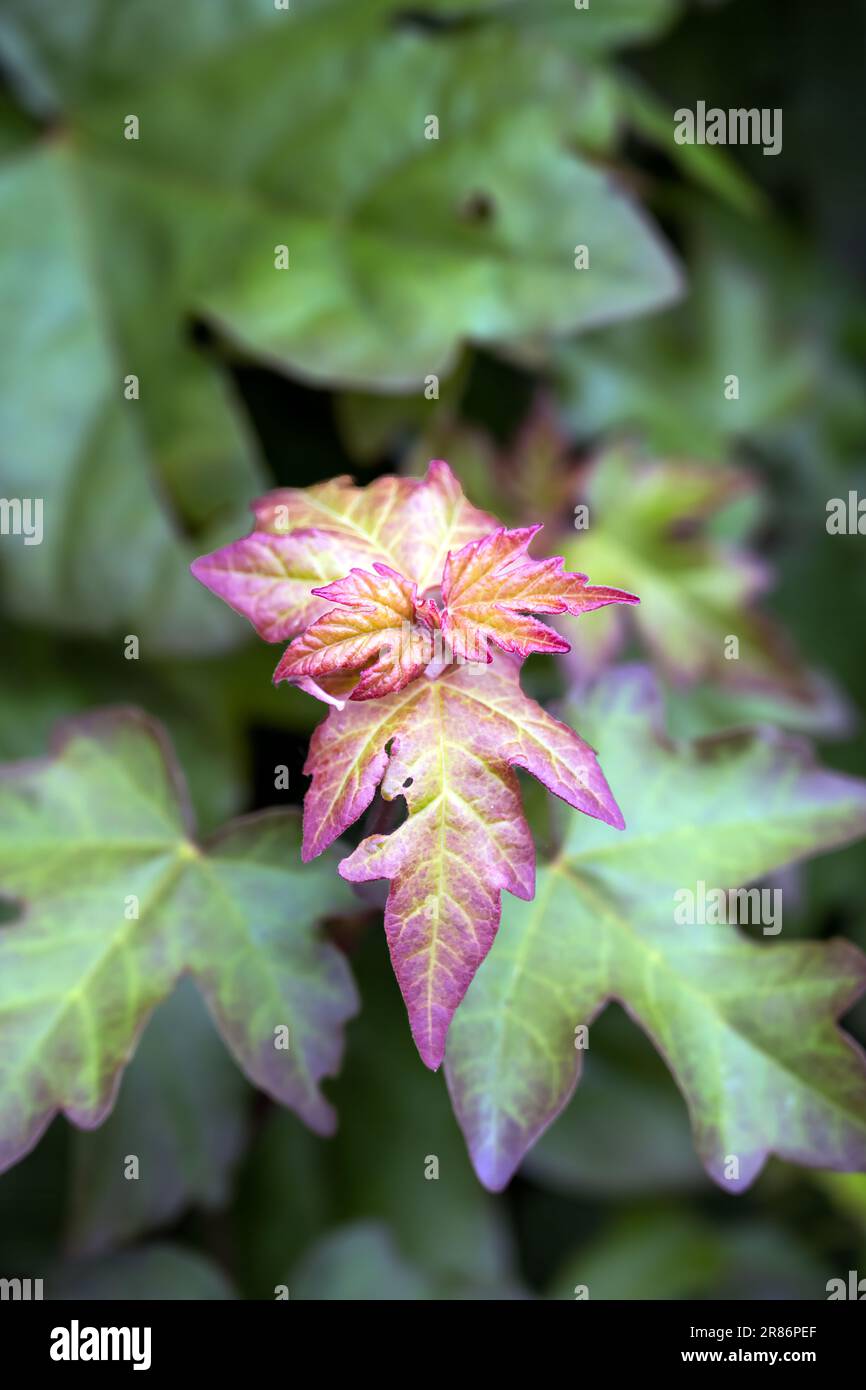 New leaves of Acer campestre or field maple in spring, close up Stock ...
