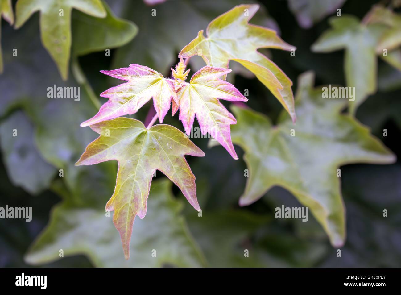 Acer campestre field maple hi-res stock photography and images - Alamy