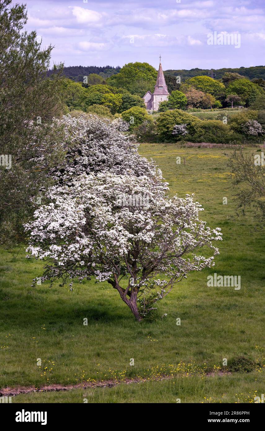 View of Arlington church nestled in the trees and flowering Crataegus monogyna or hawthron trees on a cloudy spring afternoon Stock Photo