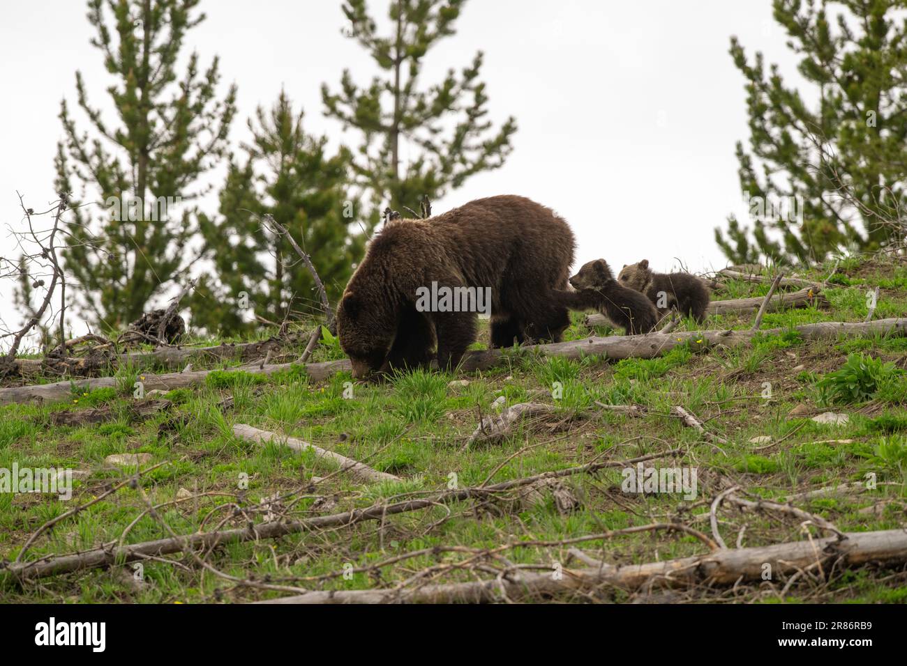 Grizzly 815 (Obsidian Sow) and cubs, 2023 Stock Photo
