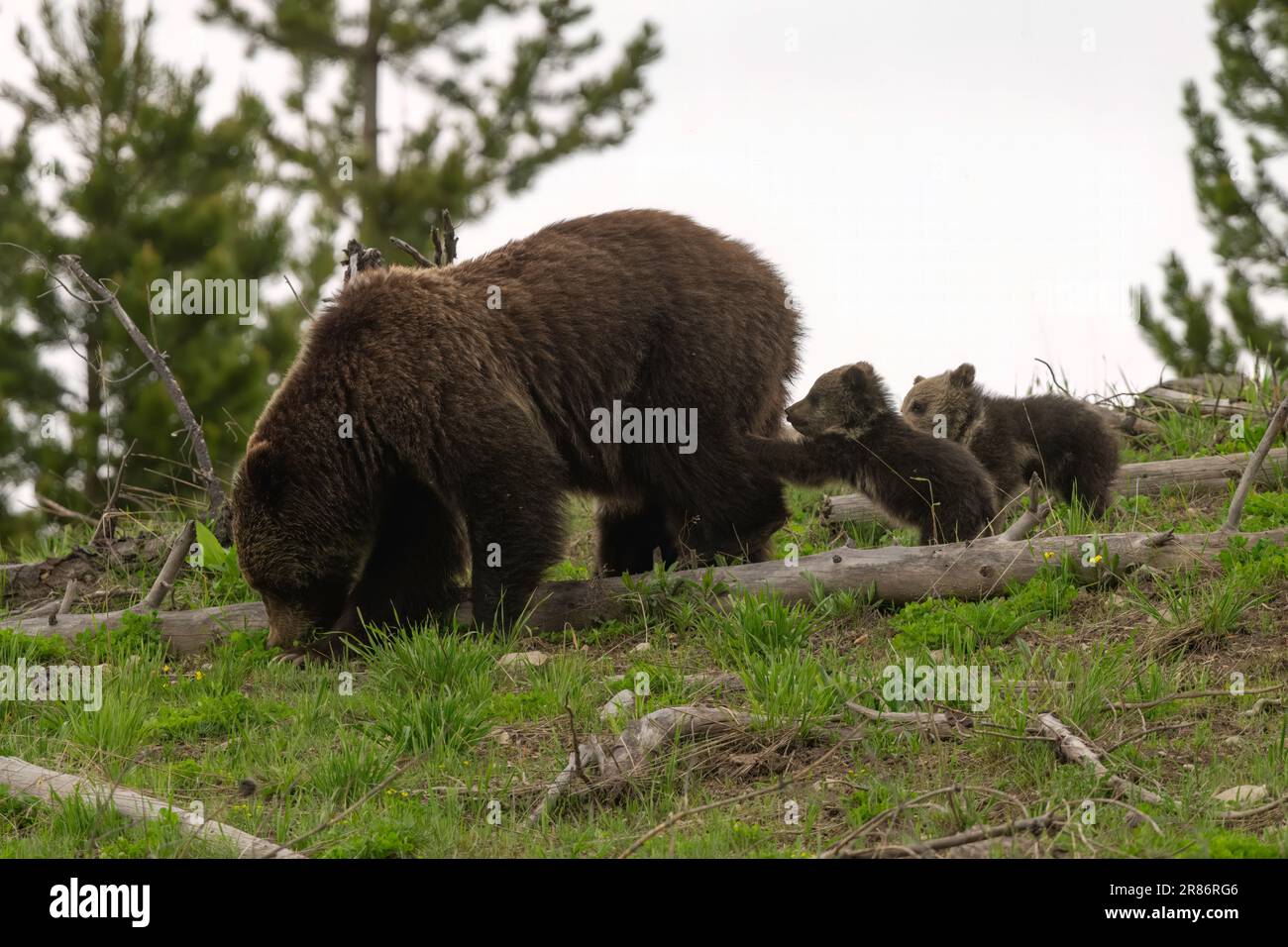 Grizzly 815 (Obsidian Sow) and cubs, 2023 Stock Photo