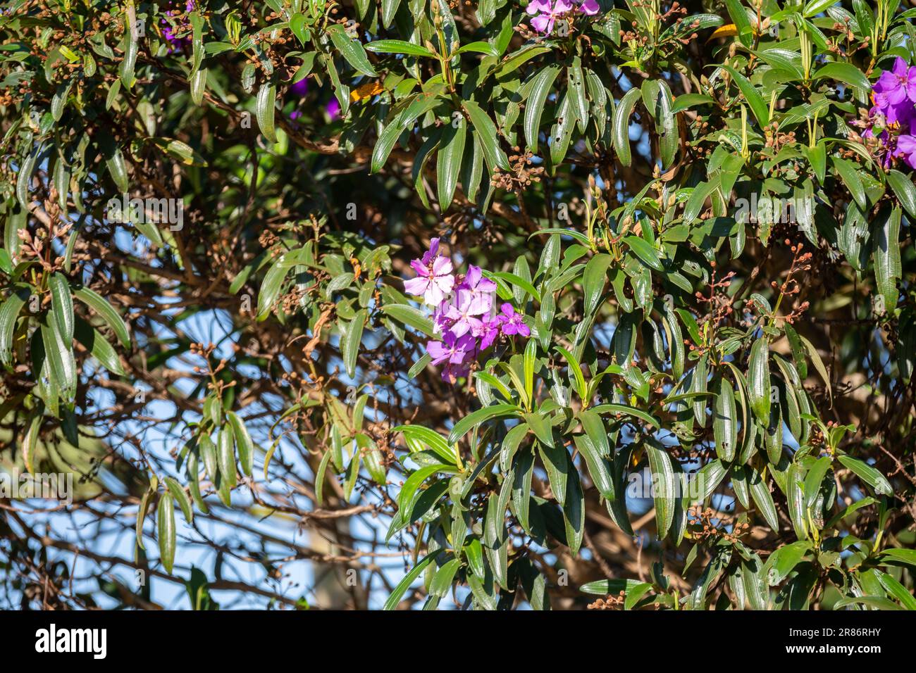 Tibouchina Granulosa - purple glory tree for sale South Florida