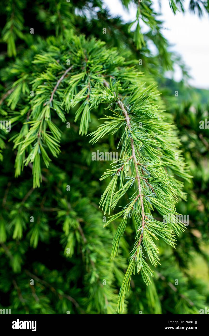 Himalayan cedar (Cedrus deodara). Young bright green needles of Himalayan cedar Cedrus Deodara Stock Photo