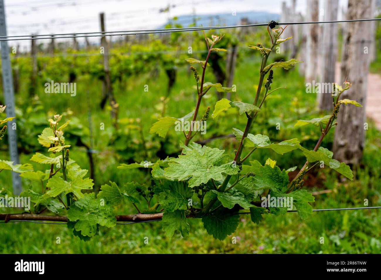 Grape Leaves In Vineyard . Vineyard cultivation. Close-up of grapes growing in vineyard Stock Photo