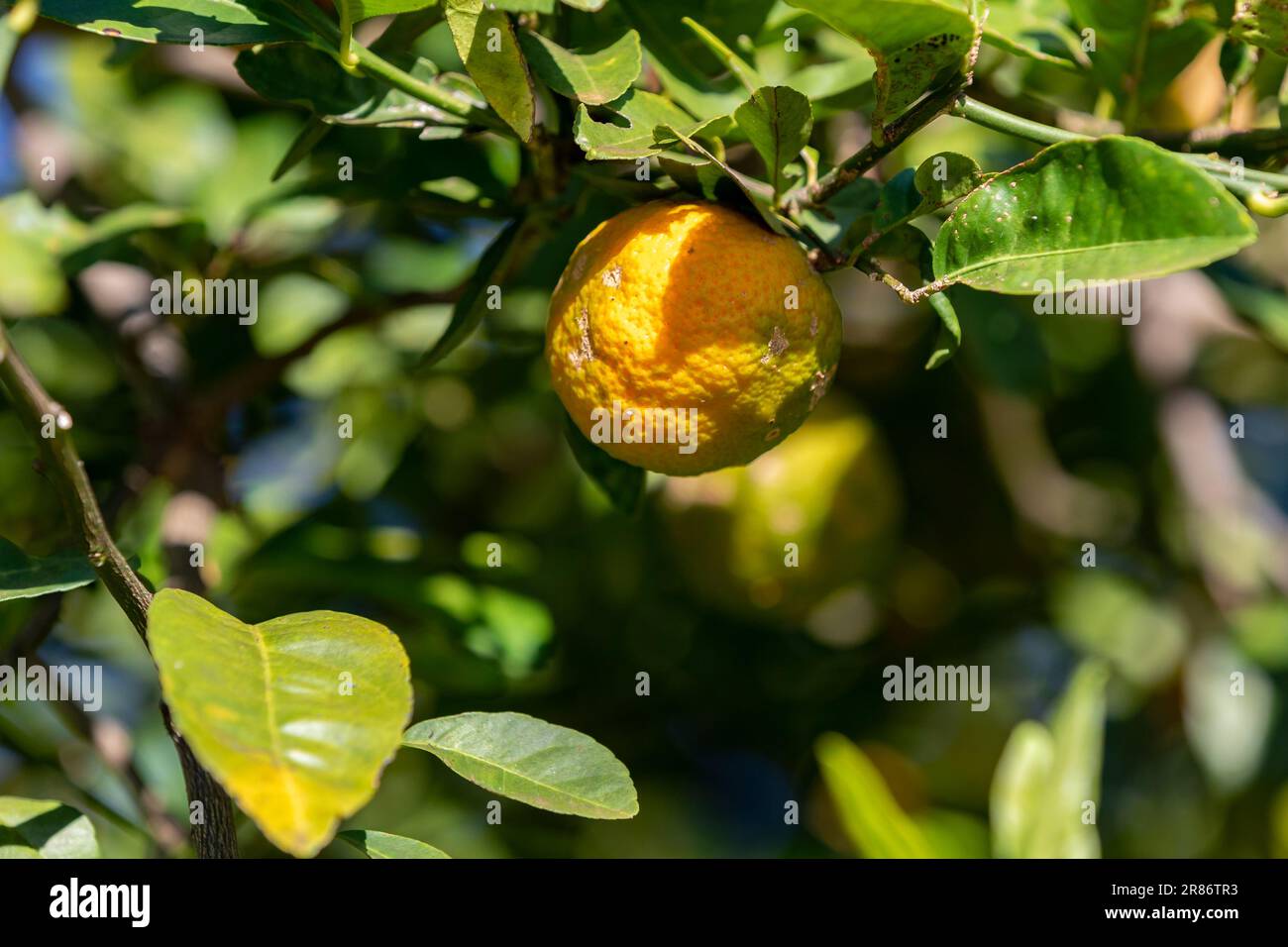 Rangpur lemon, fruit of the Rangpur lemon tree, is a citrus fruit also known in Brazil under the common names of lemon-pink, lemon-horse, lemon-egua, Stock Photo