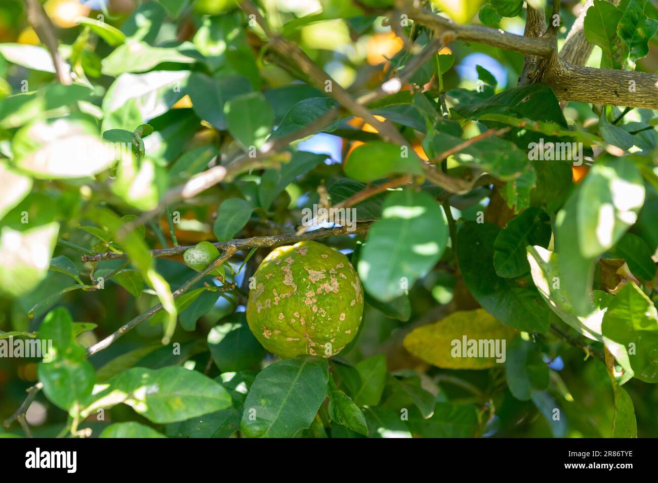 Rangpur lemon, fruit of the Rangpur lemon tree, is a citrus fruit also known in Brazil under the common names of lemon-pink, lemon-horse, lemon-egua, Stock Photo