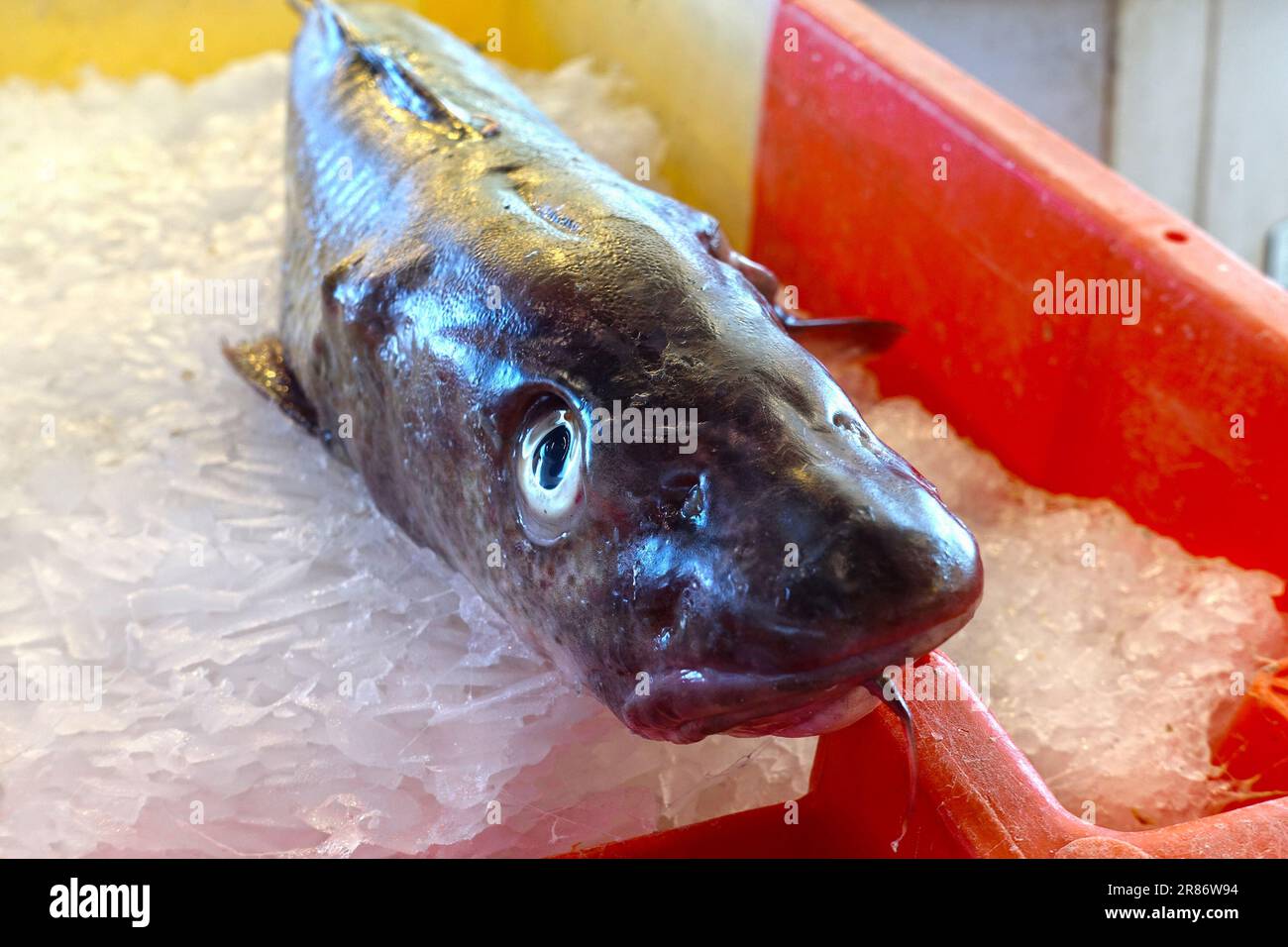 Wild caught fish hi-res stock photography and images - Alamy