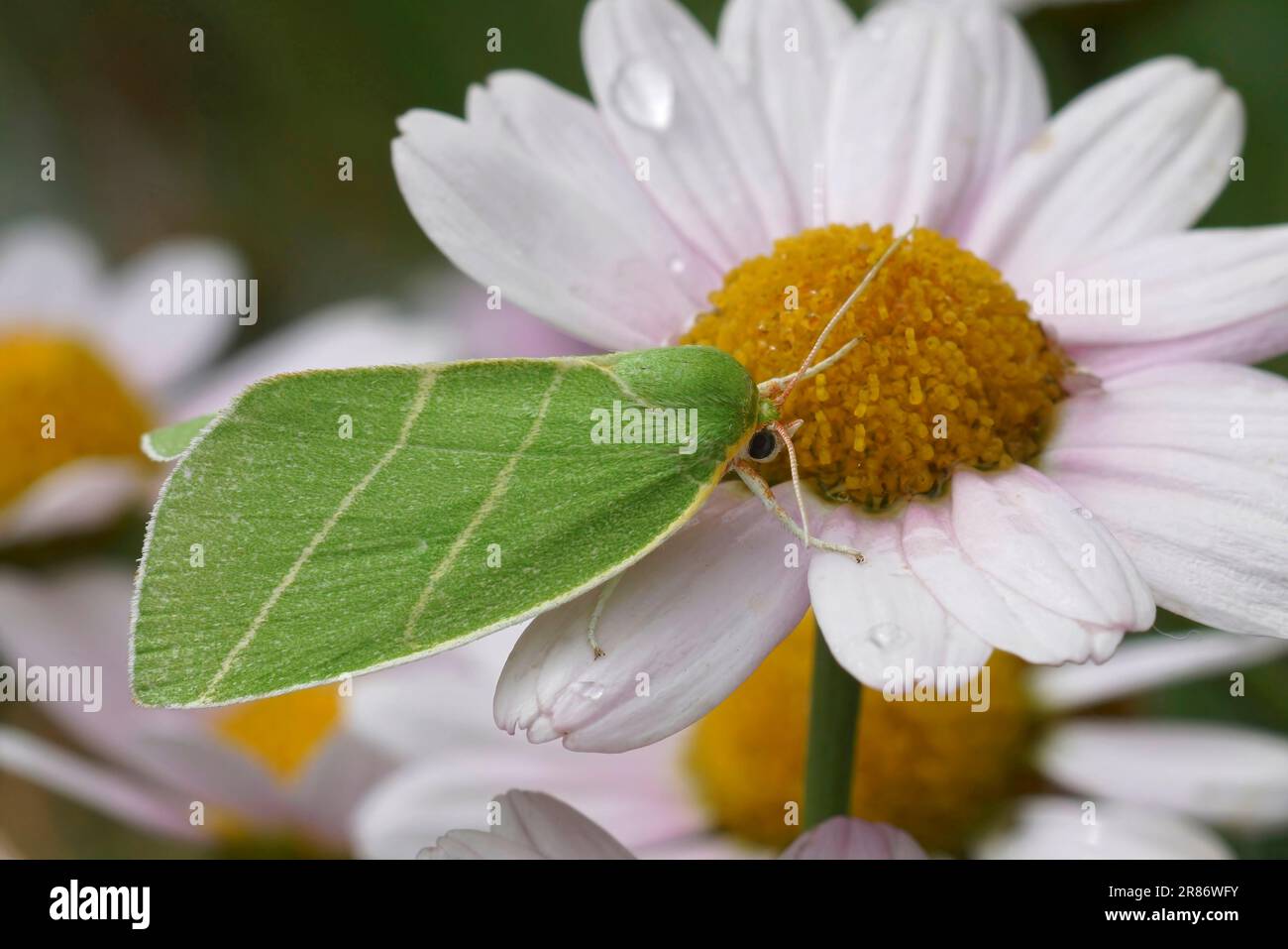 Closeup on the colorful green Scarce Silver-lines owelt moth, Bena bicolorana on a white flower Stock Photo