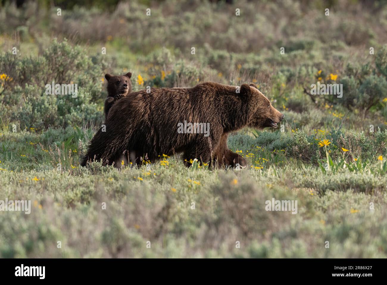 Grizzly bear 399 and her cub in June 2023 Stock Photo