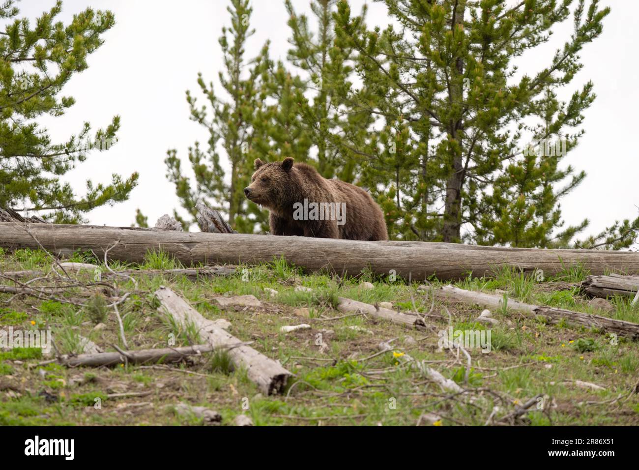Grizzly bear on hill, Yellowstone Stock Photo