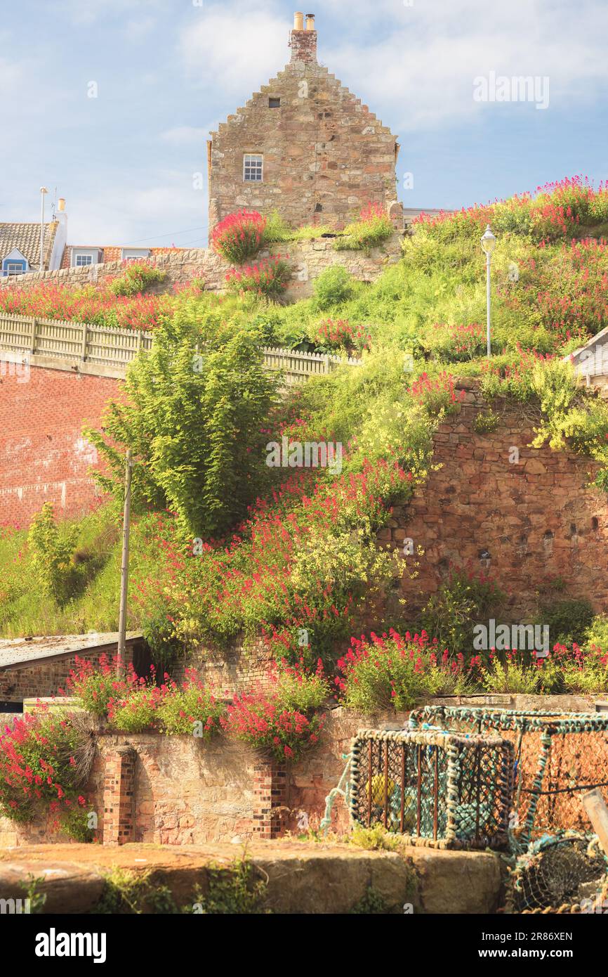 Colourful plants and flowers overgrown over historic stone walls and steps up from the harbour of the coastal fishing village of Crail, East Neuk, Fif Stock Photo