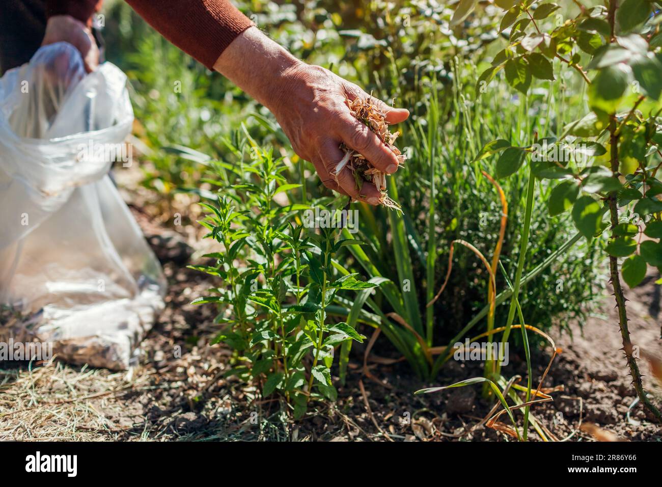 Gardener mulching summer garden with shredded wood mulch. Man puts