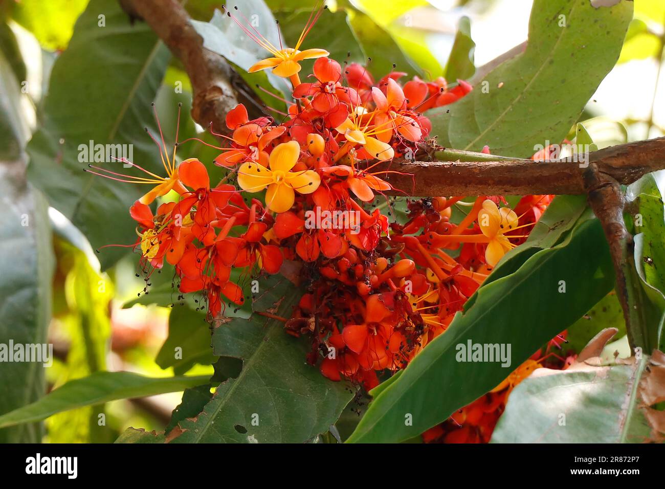 Saraca asoca, commonly known as the Ashoka tree, is the state flower of