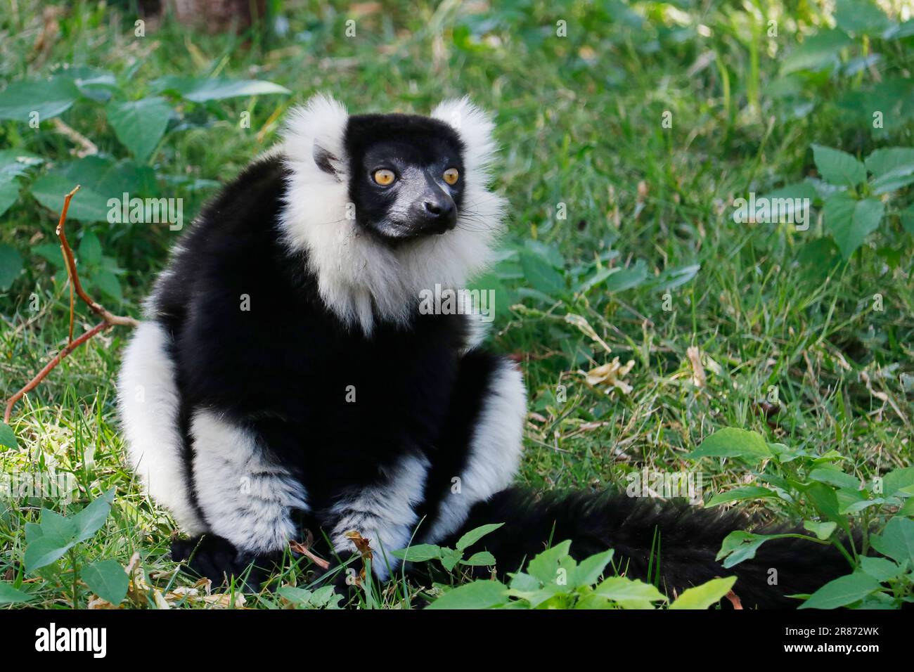 Lemurs are primates belonging to the suborder Strepsirrhini. Like other strepsirrhine primates, such as lorises, pottos, and galagos. similar to ape a Stock Photo