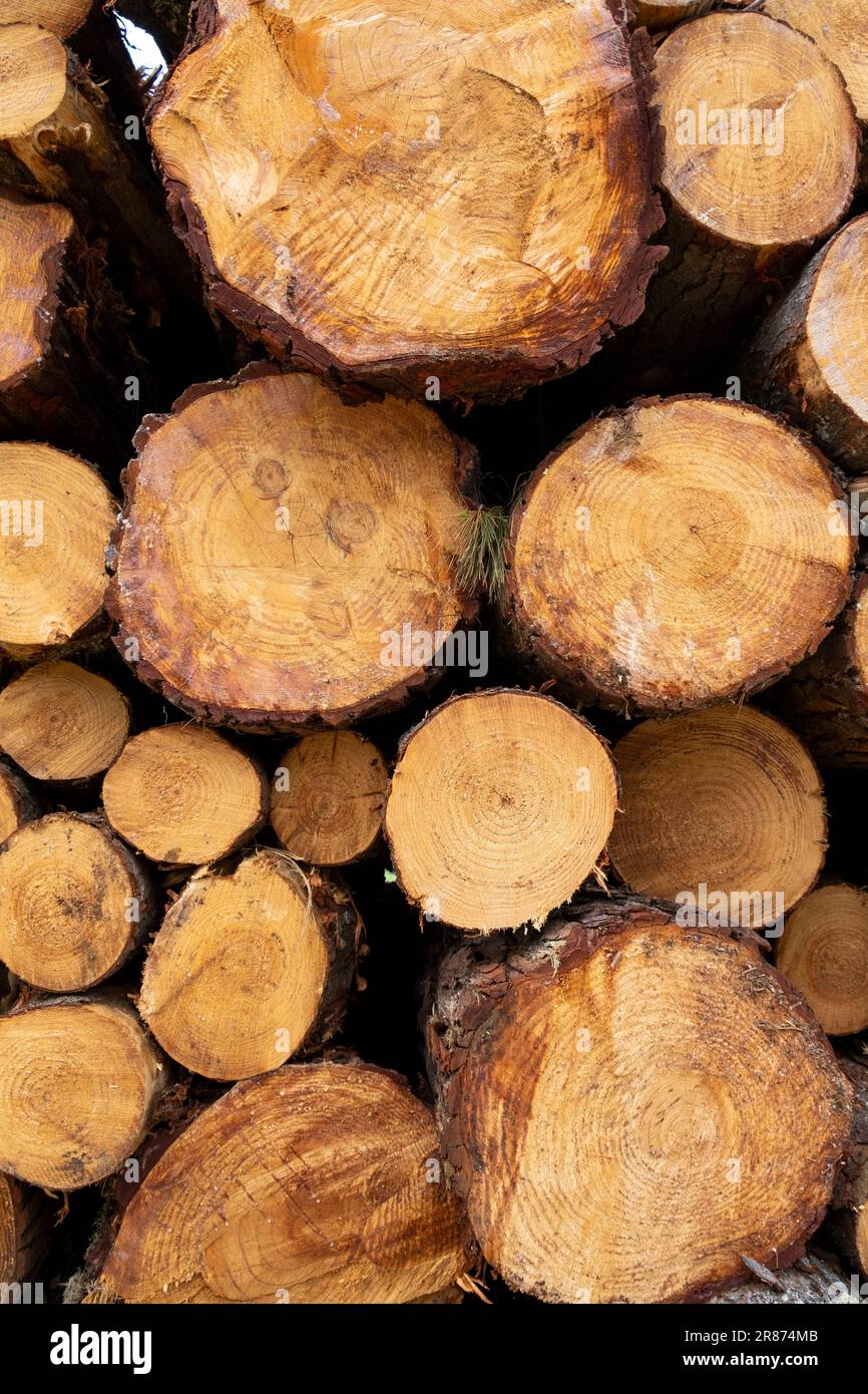 Sawn trees from the forest. Logging timber wood industry. Stock Photo