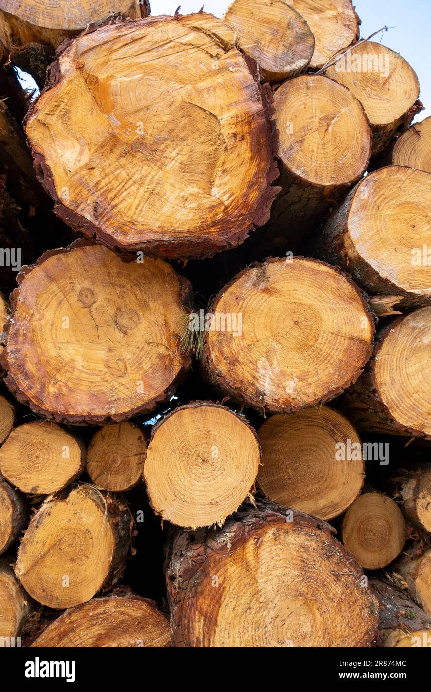 Sawn trees from the forest. Logging timber wood industry. Stock Photo