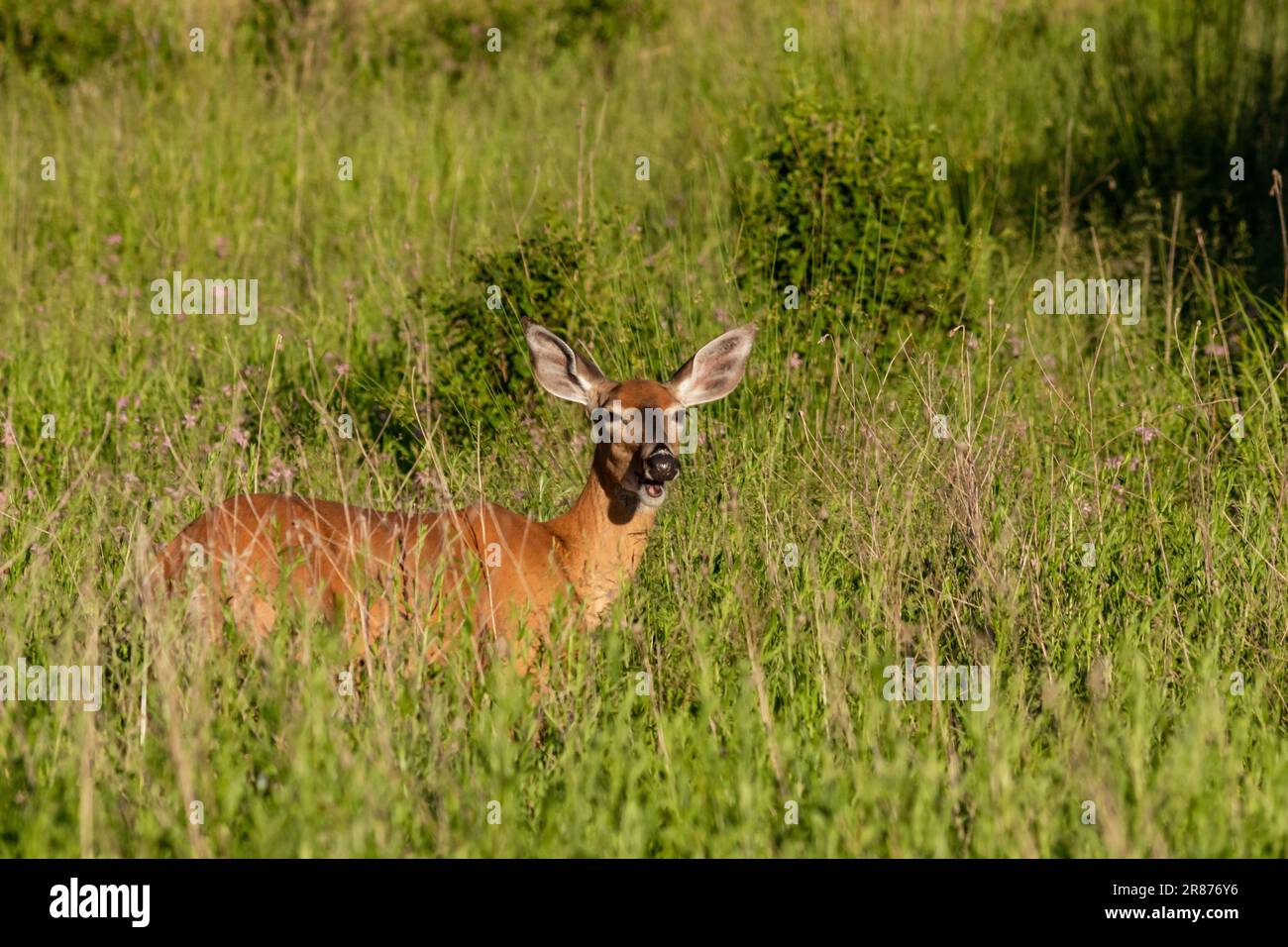 A whitetailed deer stands in a field of high grass in Middletown, N.Y