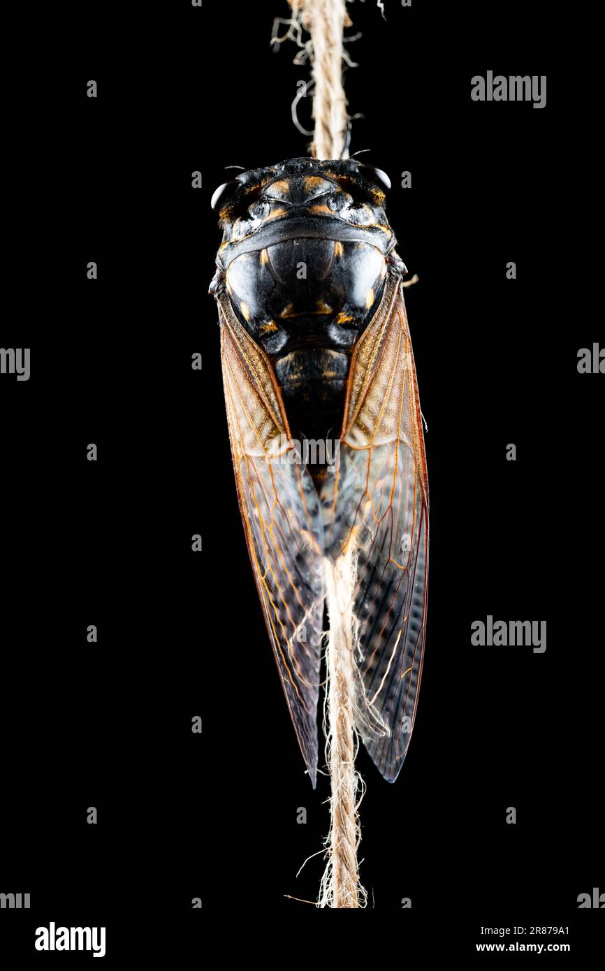 Cicidia Shell Macro shot cicada shell hi-res stock photography and images - Alamy