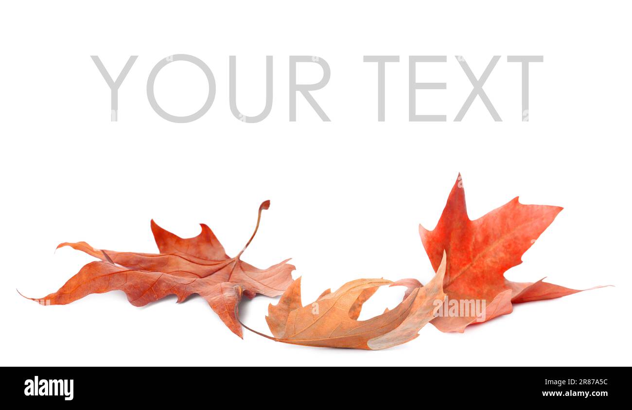 Fallen autumn leaves on white background. Space for your text Stock Photo