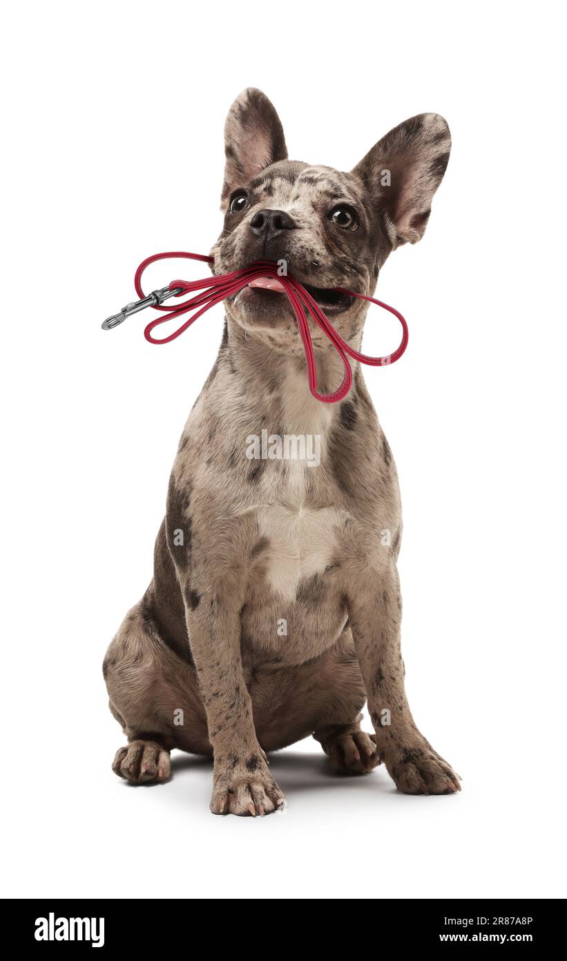 Adorable French bulldog holding leash in mouth on white background