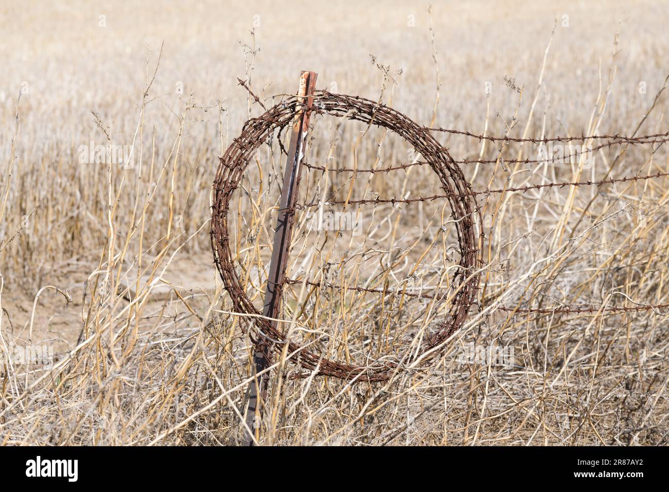 Coil of rusted barbed wire on rust covered fence post against yellow grass with rusting barb wire fencing Stock Photo