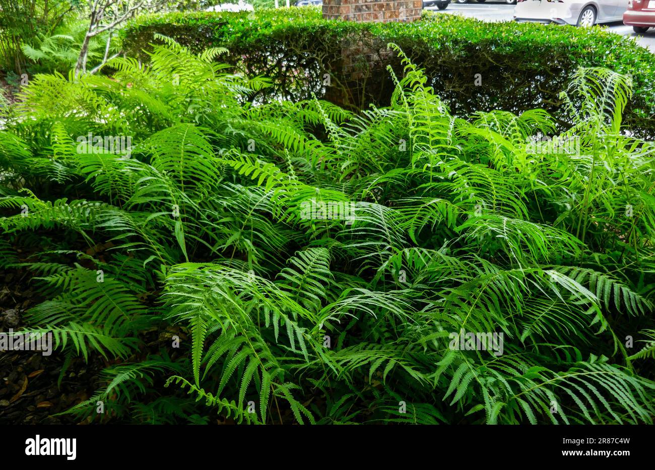 Landscape plants decorate an office building in North Florida. Stock Photo