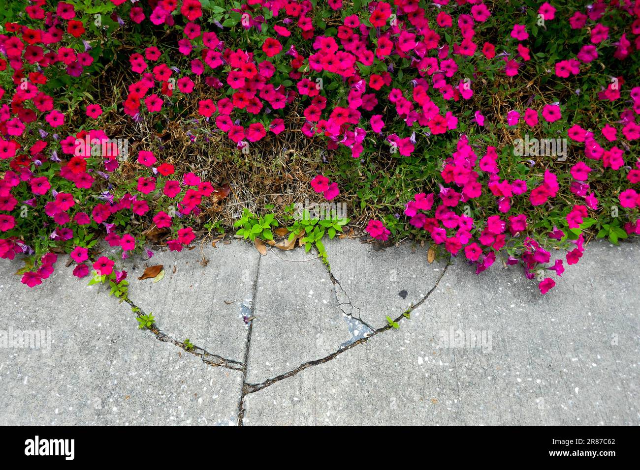 Landscape plants decorate an office building in North Florida. Stock Photo