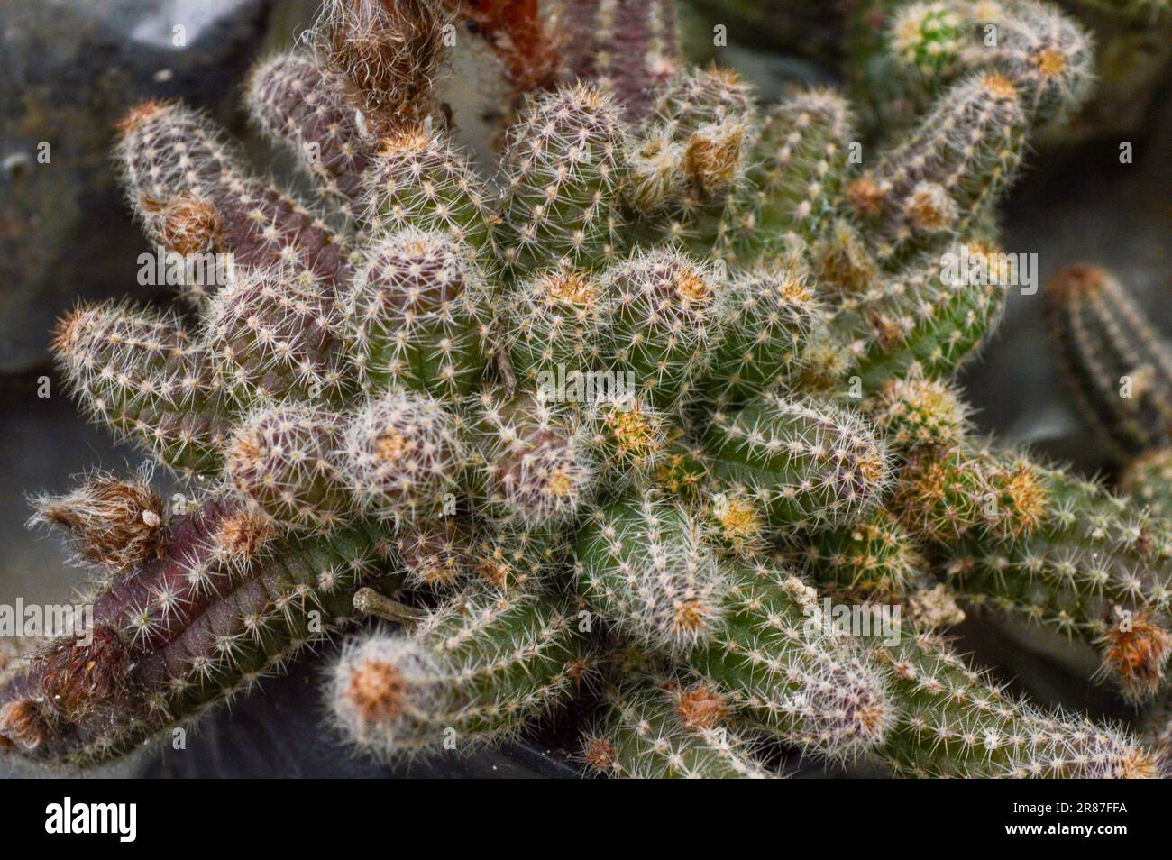 Lobivia aurea is a small cactus with solitary or branched stems with many basal and lateral offshoots. Stock Photo