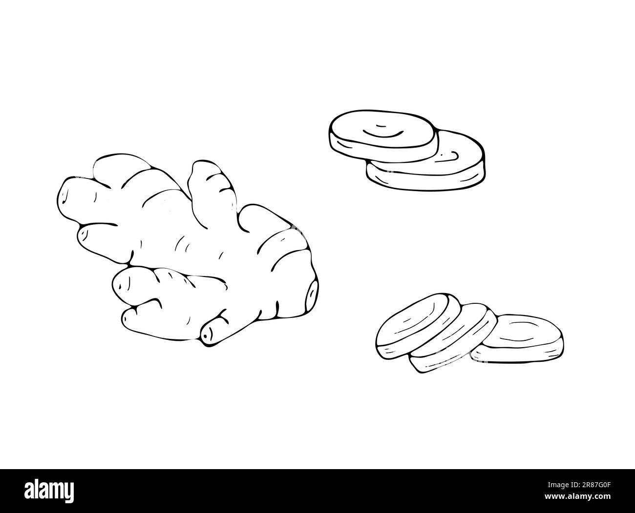 Hand-drawn ginger root, and slices of ginger Stock Vector