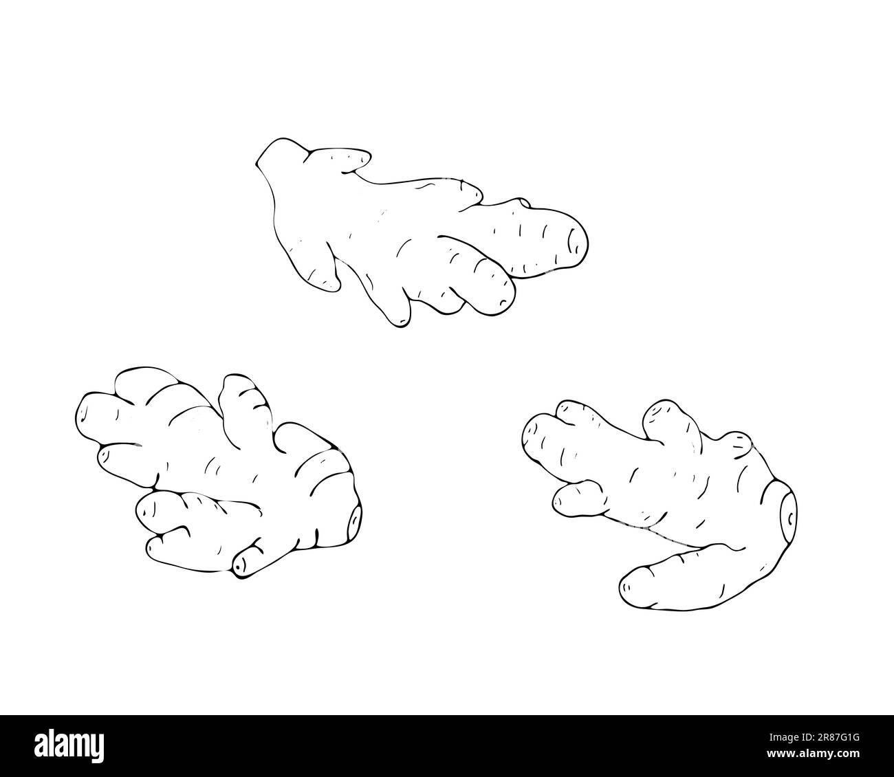 Hand-drawn ginger root set Stock Vector