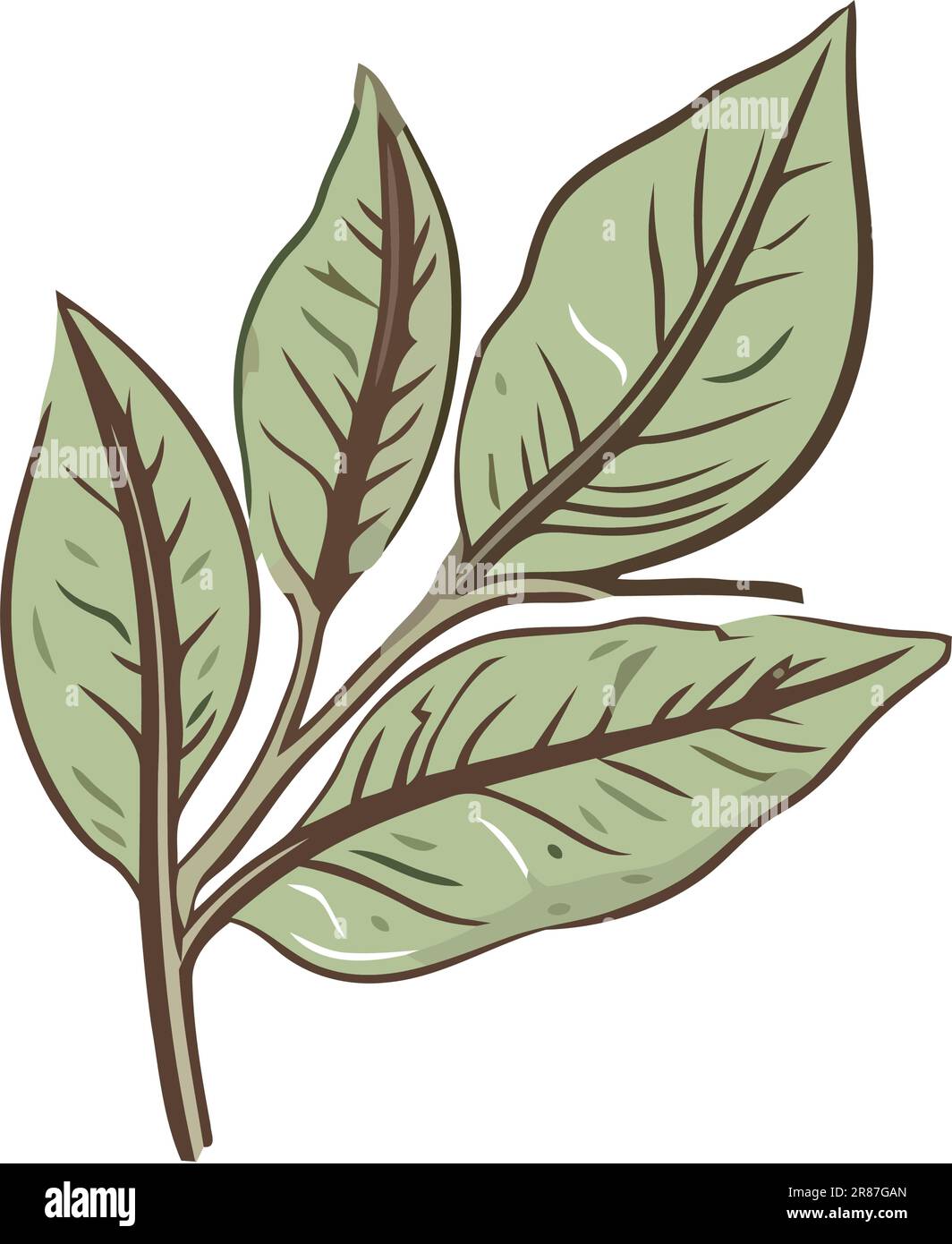 Fresh green leaves, tree branch Stock Vector Image & Art - Alamy
