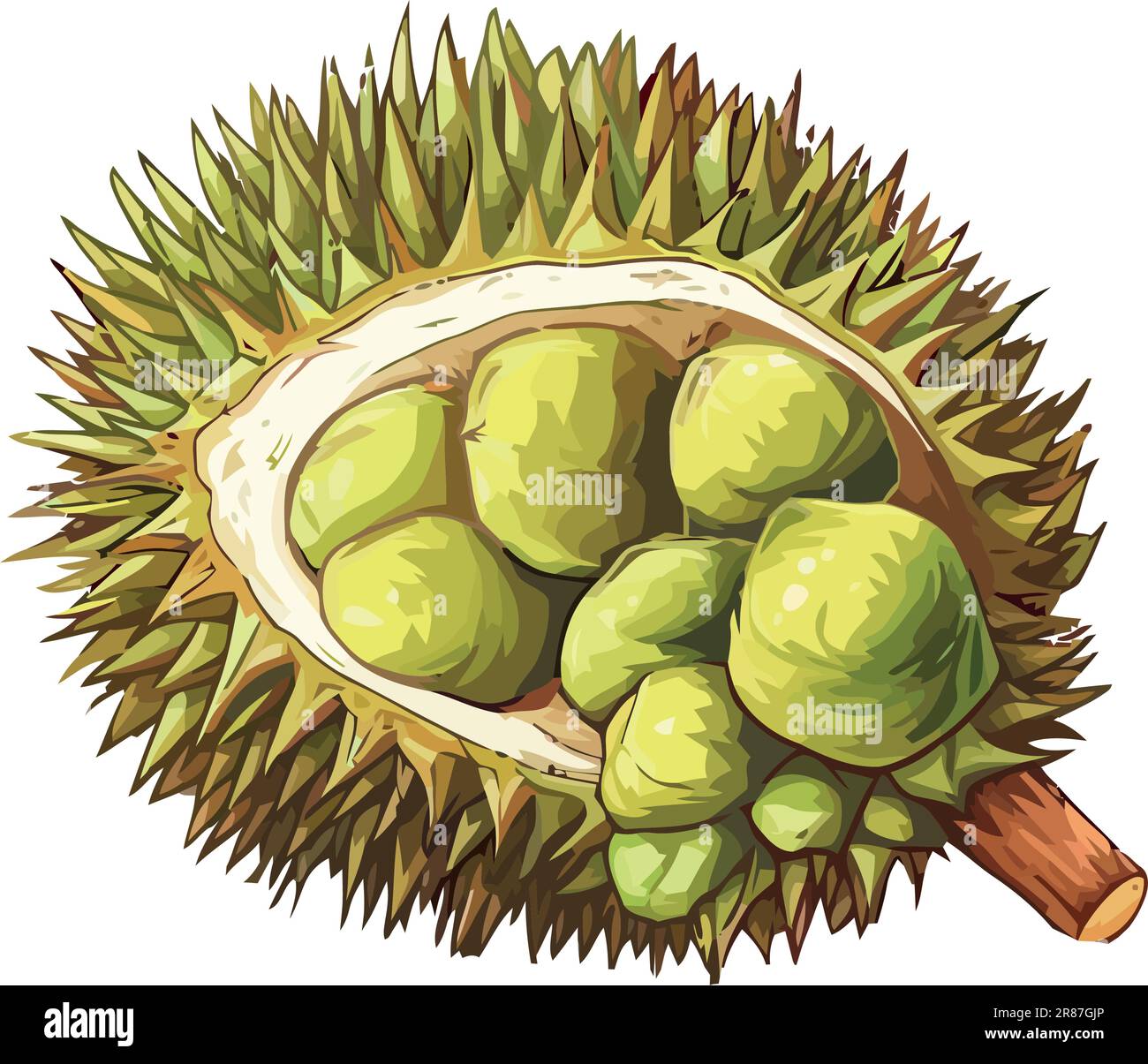 durian tropical fruit nature Stock Vector Image & Art - Alamy