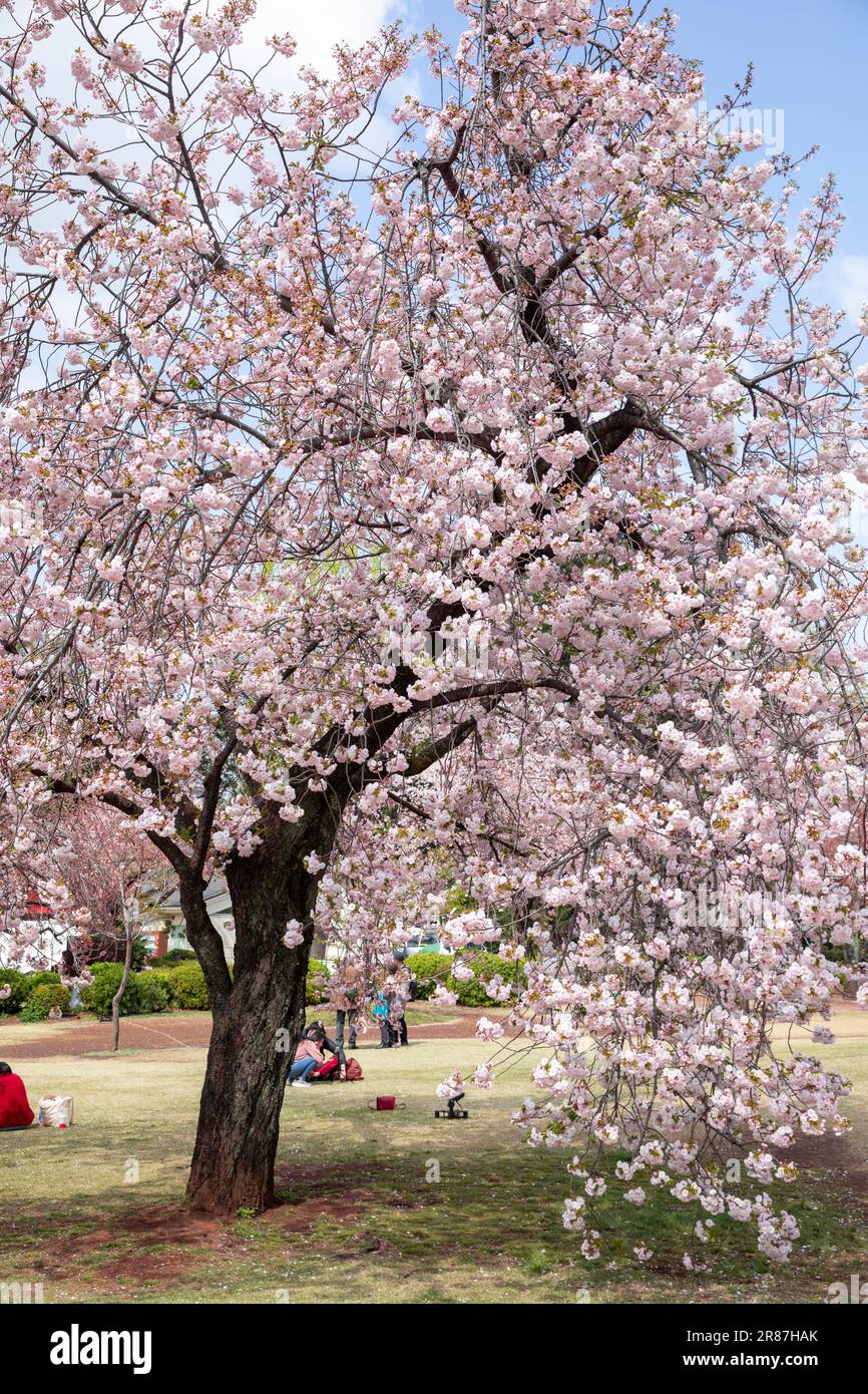 Shinjuku Gyoen Park cherry blossom hanami sakura April 2023, Tokyo city ...